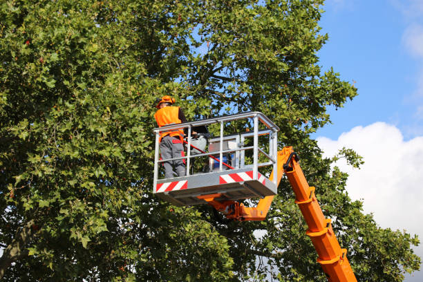 Best Stump Grinding and Removal  in Collinsville, CT