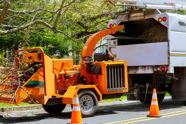 How Our Tree Care Process Works  in  Collinsville, CT