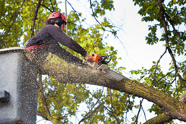 Best Tree Risk Assessment  in Collinsville, CT