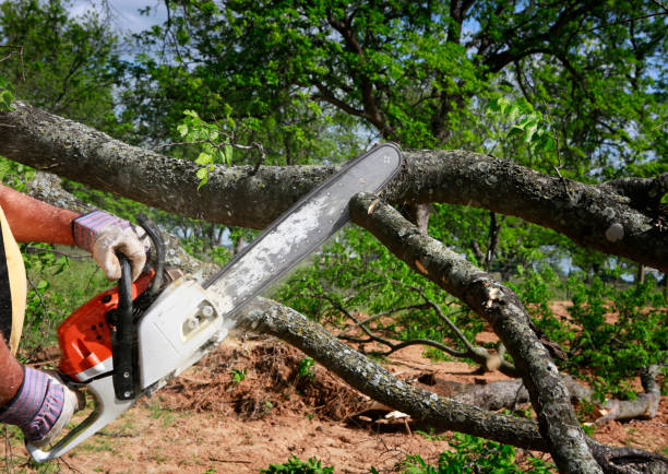 Best Emergency Tree Removal  in Collinsville, CT